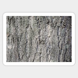 Tree bark texture, nature Sticker